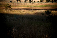 Evening Light