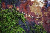 Madrone