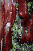 Manzanita