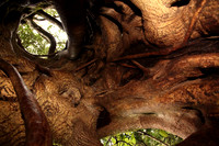 Inside a Tree