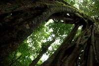 Strangler Fig Tree
