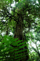 Auntie Tree