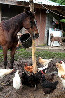 Sir Lancelot the Sharing