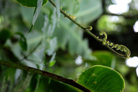 Fern Bud