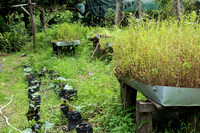 Dry Season Garden