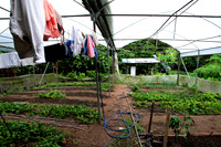 Wet Season Garden
