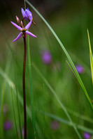 Spring Star