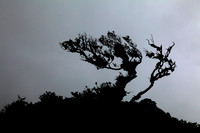 Forest View