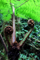 Blooming Fern