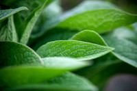 Medicine Leaves