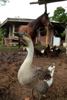 Couscous the Goosegoose